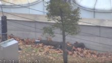 Công bố video vụ đào tẩu bất thành của binh sĩ Triều Tiên bị nã 40 phát đạn mà không chết