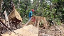 Kỷ luật các cán bộ kiểm lâm để xảy ra phá rừng ở Quảng Nam