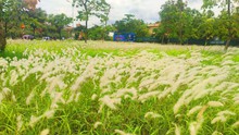 Video & Ảnh: Vẻ đẹp bình yên của bãi cỏ lau chân cầu Thanh Trì