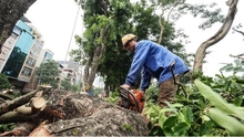 VIDEO: Hà Nội chặt hạ 130 cây xanh từ hồ Thủ Lệ đến Núi Trúc