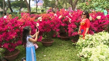 Cấm tổ chức chợ hoa Tết Mậu Tuất 2018 trên vỉa hè, lòng đường