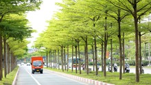 Con đường xanh