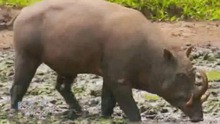 Năm con lợn - Xem những giống lợn kỳ lạ trên thế giới