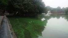 Xuất hiện váng xanh nghi tảo độc tại hồ Hoàn Kiếm
