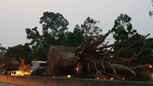 Bộ GTVT nói gì về xe chở cây ‘quái thú’ nghênh ngang Quốc lộ 1
