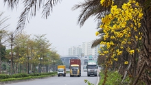 Hàng cây Phong Linh 'độc nhất' khoe sắc vàng rực rỡ giữa lòng thủ đô