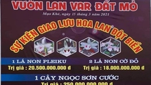 Các giao dịch lan đột biến tiền tỷ là ảo