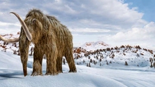Phát hiện xác voi ma mút lông cừu quý hiếm tại Canada