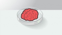 Tế bào não nuôi trong phòng thí nghiệm đã đủ trí lực chơi game