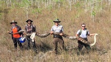 Bắt giữ con trăn khổng lồ dài 5,2 mét
