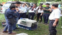Bàn giao cặp rắn hổ mây cho Chi cục Kiểm lâm tỉnh An Giang để thả về rừng