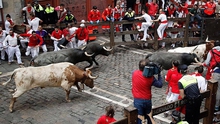 Chạy với bò tót ở Tây Ban Nha: Rủi ro nhưng khó bỏ