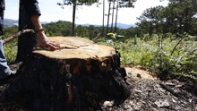 Lâm Đồng: Xử phạt đối tượng hạ độc 22 cây thông cổ thụ để chiếm đất sản xuất