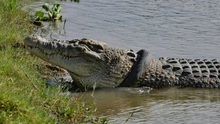 Truyện cười: Cho cá sấu ăn