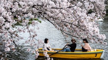 Hoa anh đào Nhật Bản nở sớm bất thường do biến đổi khí hậu