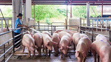 Giá lợn hơi đang tăng lên từng ngày