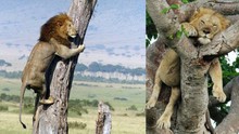 Kỳ lạ cặp anh em sư tử ngủ trên cây như chim