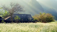 4 địa điểm ngắm hoa cải nở trắng trời tại Mộc Châu