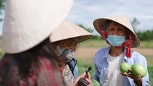 MV ‘Gửi vô Nam’ của Ánh Tuyết: Bà con nghèo góp nhặt từng bó rau, vài chục nghìn đồng