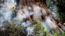 Những cây cự sam lớn nhất thế giới tại vườn quốc gia Yosemite đã thoát khỏi 'giặc lửa'