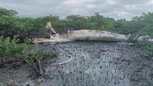 Phát hiện xác cá voi 'khủng' dạt vào bờ tại xã đảo Quan Lạn, tỉnh Quảng Ninh