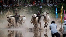 Xem hội đua bò Bảy Núi, Tịnh Biên, An Giang