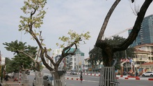 Nhiều cây sưa đỏ ở Hà Nội bị chết: Cần xem xét trách nhiệm xử lý nghiêm