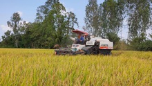 Đồng Tháp nhân rộng 19 mô hình sản xuất nông nghiệp hiệu quả
