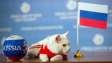 Mèo Achilles dự đoán đúng Nga thắng Saudi Arabia