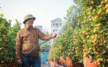 Quất cảnh Tứ Liên: "di sản" xanh của Tết Việt