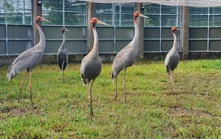 Sếu đầu đỏ thích nghi với môi trường khu bảo tồn của Vườn quốc gia Tràm Chim