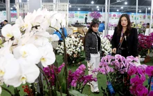 Các làng hoa, cây cảnh vào giai đoạn nước rút cho vụ Tết