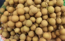 Nhãn lồng Hưng Yên, lươn Nghệ An thành di sản văn hóa phi vật thể quốc gia