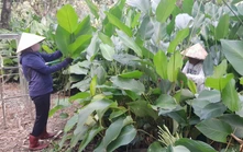 Rộn ràng mùa thu hoạch lá dong phục vụ Tết