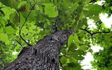 Chữ và nghĩa: Thú vị tên các loài cây