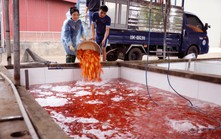 Làng cá chép đỏ Thủy Trầm nhộn nhịp trước ngày ông Công, ông Táo