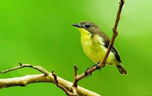 Chữ và nghĩa: "Ba mươi sáu thứ chim"