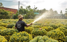 Vì một miền quê đáng sống: Giữ hồn Xuân làng hoa Cái Mơn