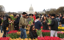 Washington DC rực rỡ Ngày hội hoa Tulip