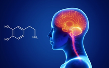 Định hình lại vai trò “hoá chất hạnh phúc” của Dopamine