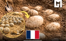 Pháp phát hiện ổ trứng khủng long hóa thạch quy mô lớn