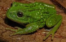 Phát hiện loài ếch túi mới ở khu vực rừng Amazon