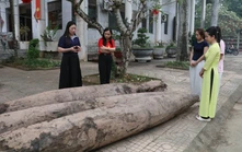 Xác định niên đại của ba cọc gỗ cổ phát hiện tại Ninh Bình