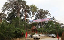 Khám phá rừng Pơ mu - “Di sản sống” nơi phía Tây Đà Nẵng