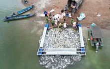 Hơn 100 tấn cá bè trên hồ Trị An bất ngờ chết hàng loạt