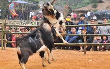 VIDEO: Tuyên Quang độc đáo lễ hội chọi dê