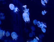 Độc đáo thú nuôi sứa cảnh mini