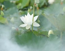 Chiêm ngưỡng đầm sen trắng độc nhất có 1-0-2 tại Hà Nội