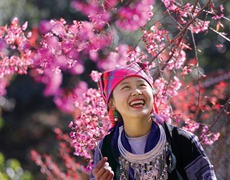 Sắc thắm Hoa Tớ Dày chờ đón du khách đến Mù Cang Chải