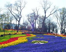 Lễ hội hoa Tulip rực rỡ tại Istanbul 2022